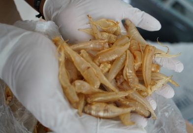 Karantina Jambi Tahan Gelembung Ikan Tak Berdokumen